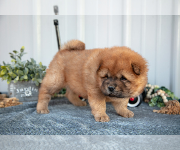 Medium Photo #15 Chow Chow Puppy For Sale in WOLCOTTVILLE, IN, USA