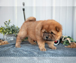 Small Photo #15 Chow Chow Puppy For Sale in WOLCOTTVILLE, IN, USA