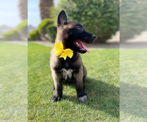 Medium Photo #11 Belgian Malinois Puppy For Sale in BAKERSFIELD, CA, USA