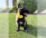 Small Photo #11 Belgian Malinois Puppy For Sale in BAKERSFIELD, CA, USA