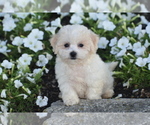 Small #3 Bichpoo