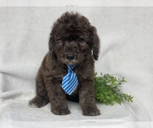 Labradoodle-Poodle (Miniature) Mix Puppy for sale in CEDAR LANE, PA, USA