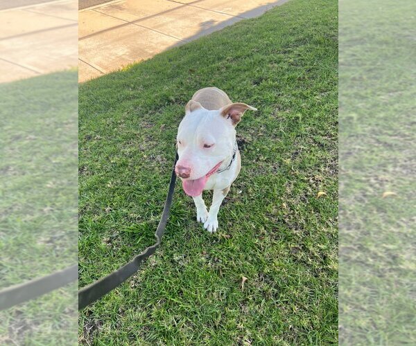 Medium Photo #12 American Staffordshire Terrier-Unknown Mix Puppy For Sale in Lake Forest, CA, USA