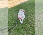 Small #11 American Staffordshire Terrier Mix