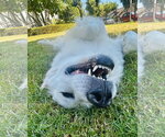Small #2 Great Pyrenees