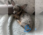 Puppy Puppy 1 Chihuahua