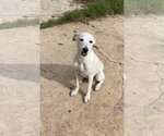 Small #3 Labrador Retriever Mix