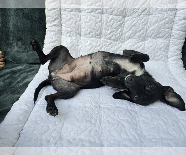 Medium Photo #3 Chiweenie Puppy For Sale in San Francisco, CA, USA