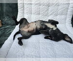 Small Photo #3 Chiweenie Puppy For Sale in San Francisco, CA, USA