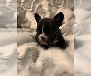 French Bulldog Puppy for sale in JOHNS ISLAND, SC, USA