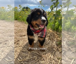 Bernese Mountain Dog Puppy for sale in CLIFTON, ID, USA