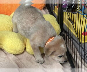 Mutt Dogs for adoption in Minneapolis, MN, USA