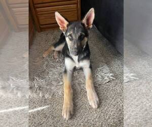 German Shepherd Dog Puppy for sale in LAS VEGAS, NV, USA