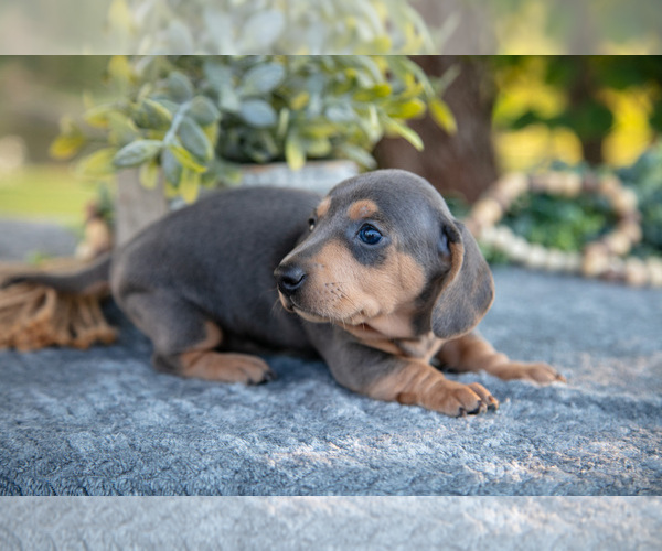 Medium Photo #10 Dachshund Puppy For Sale in ROME CITY, IN, USA