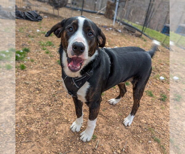 Medium Photo #3 Bernese Mountain Dog-Unknown Mix Puppy For Sale in Vail, AZ, USA