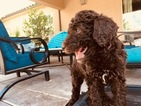 Small Photo #1 Poodle (Standard) Puppy For Sale in SAINT GEORGE, UT, USA