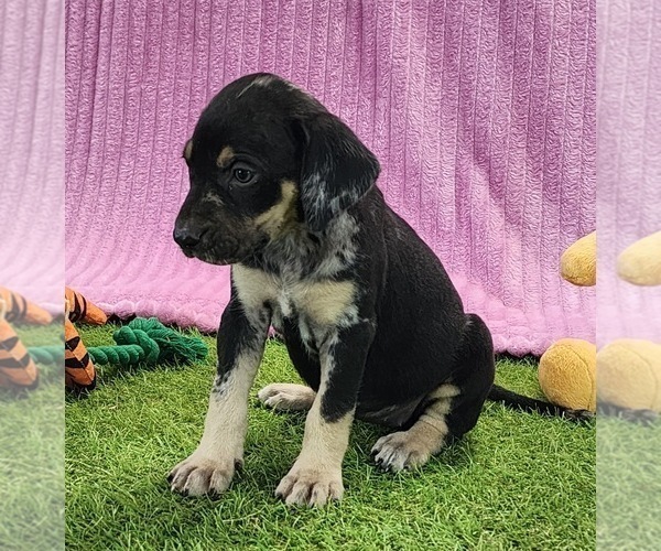 Medium Photo #15 Catahoula Leopard Dog Puppy For Sale in CUMBY, TX, USA