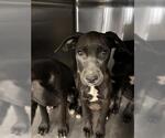 Small Labrador Retriever Mix