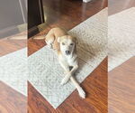 Small #1 Collie-Labrador Retriever Mix