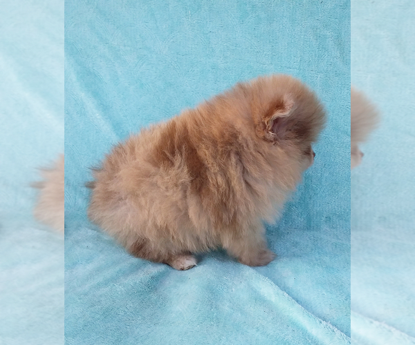 Medium Photo #10 Pomeranian Puppy For Sale in WEST PALM BEACH, FL, USA