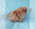 Small #9 Pomeranian