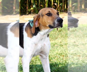 Coonhound Dogs for adoption in Evansville, IN, USA
