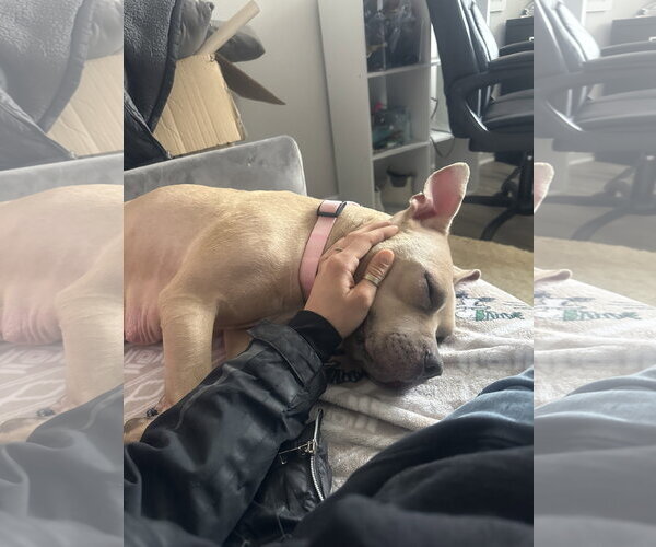 Medium Photo #10 Mutt Puppy For Sale in Rockaway, NJ, USA