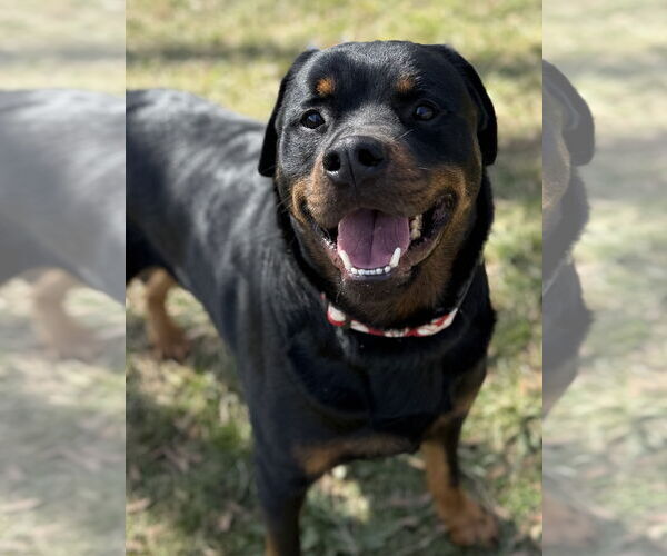 Medium Photo #2 Rottweiler Puppy For Sale in Mooresville, NC, USA