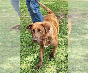 Chocolate Labrador retriever-Unknown Mix Dogs for adoption in Genesee, WI, USA