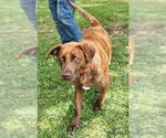 Small Chocolate Labrador retriever Mix