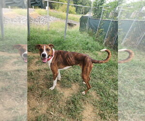 Boxer-Unknown Mix Dogs for adoption in Evansville, IN, USA