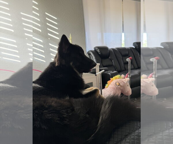 Medium Photo #3 German Shepherd Dog-Unknown Mix Puppy For Sale in Chandler, AZ, USA