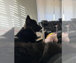 Small #2 German Shepherd Dog Mix