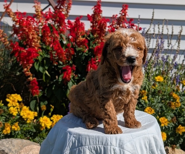 Medium Photo #3 Goldendoodle (Miniature) Puppy For Sale in GOSHEN, IN, USA