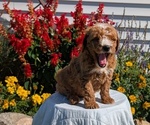 Small #2 Goldendoodle (Miniature)