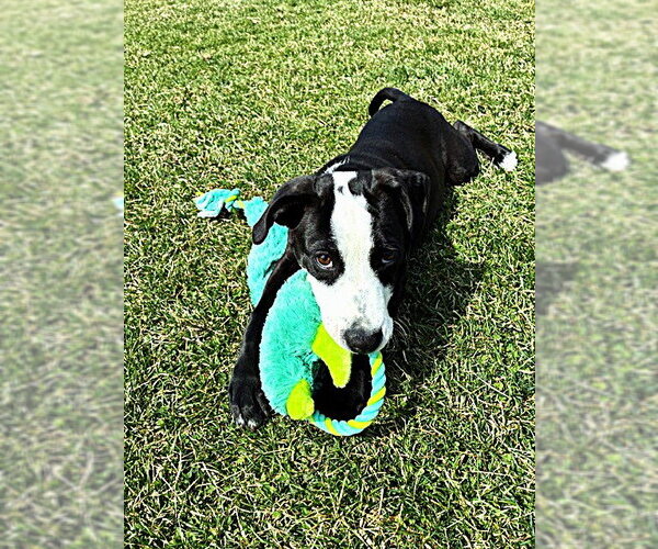 Medium Photo #12 Labrador Retriever-Unknown Mix Puppy For Sale in Plainfield, IL, USA