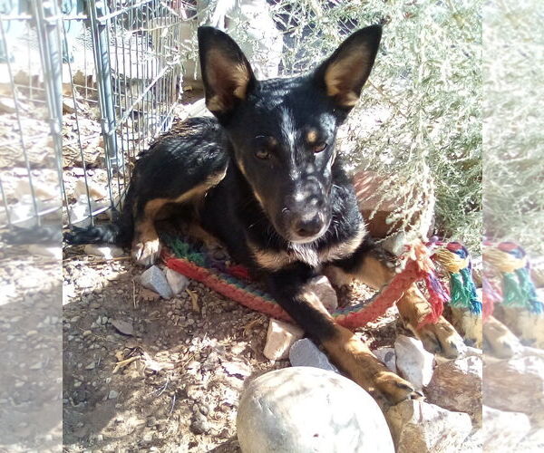 Medium Photo #4 Mutt Puppy For Sale in Apple Valley, CA, USA