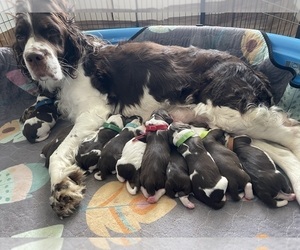 English Springer Spaniel Litter for sale in SHERMAN, TX, USA