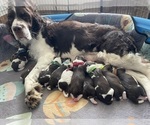 Small English Springer Spaniel