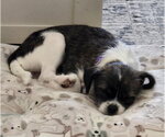 Small #1 BoShih