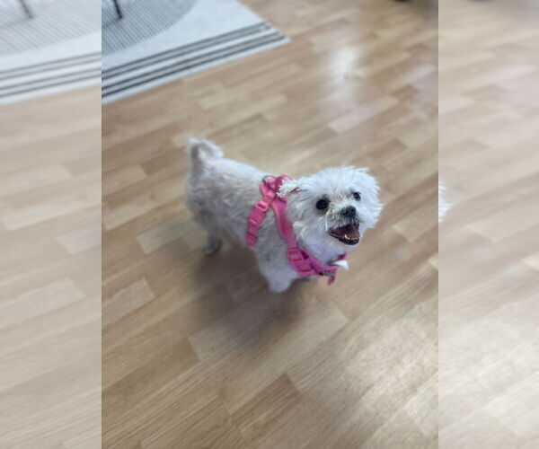 Medium Photo #2 Maltese Puppy For Sale in St. Cloud, MN, USA