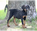 Small Photo #7 Doberman Pinscher Puppy For Sale in BEAUMONT, TX, USA