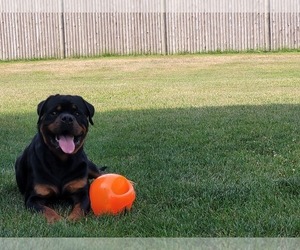 Father of the Rottweiler puppies born on 05/23/2022