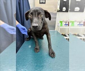 Labrador Retriever-Unknown Mix Dogs for adoption in Mobile, AL, USA