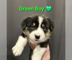 Small Photo #9 American Corgi Puppy For Sale in JEFFERSON, GA, USA