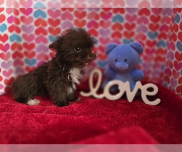 Medium Photo #1 Yorkshire Terrier Puppy For Sale in ALEXANDRIA, IN, USA