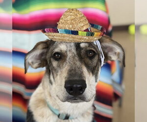 Mutt Dogs for adoption in Mundelein, IL, USA