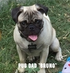 Small Photo #1 Buggs Puppy For Sale in HARLINGEN, TX, USA