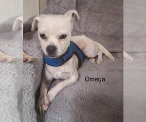 Chi-Chon Dogs for adoption in Colorado Springs, CO, USA