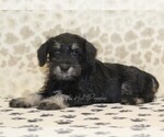 Small #3 Schnauzer (Miniature)